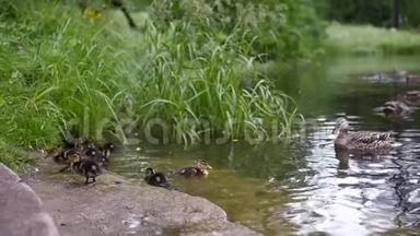小鸭子和鸭子在岸边的一个干净的池塘里游泳。 慢动作。 1920x1080。 全高清